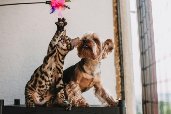 Happy pet